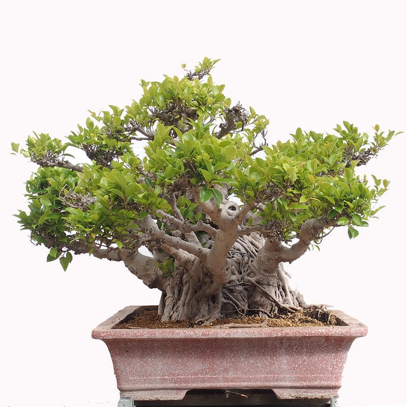 Camera bonsai - Ficus retusa - ficus a foglie piccole