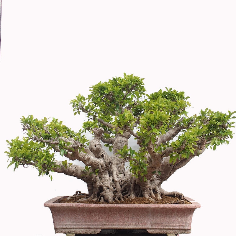 Camera bonsai - Ficus retusa - ficus a foglie piccole