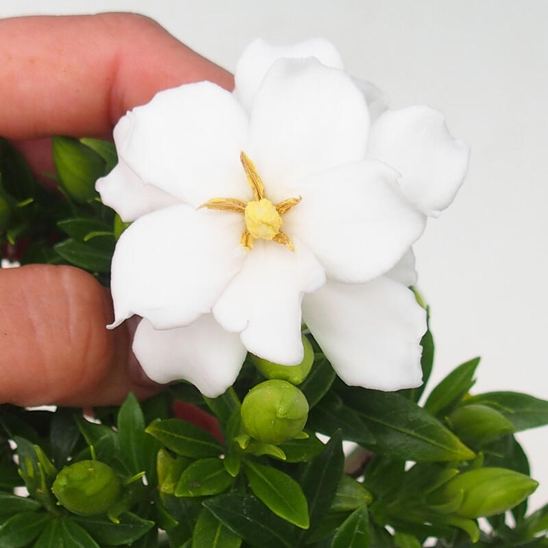 Camera bonsai - Gardenia jasminoides-Gardenia