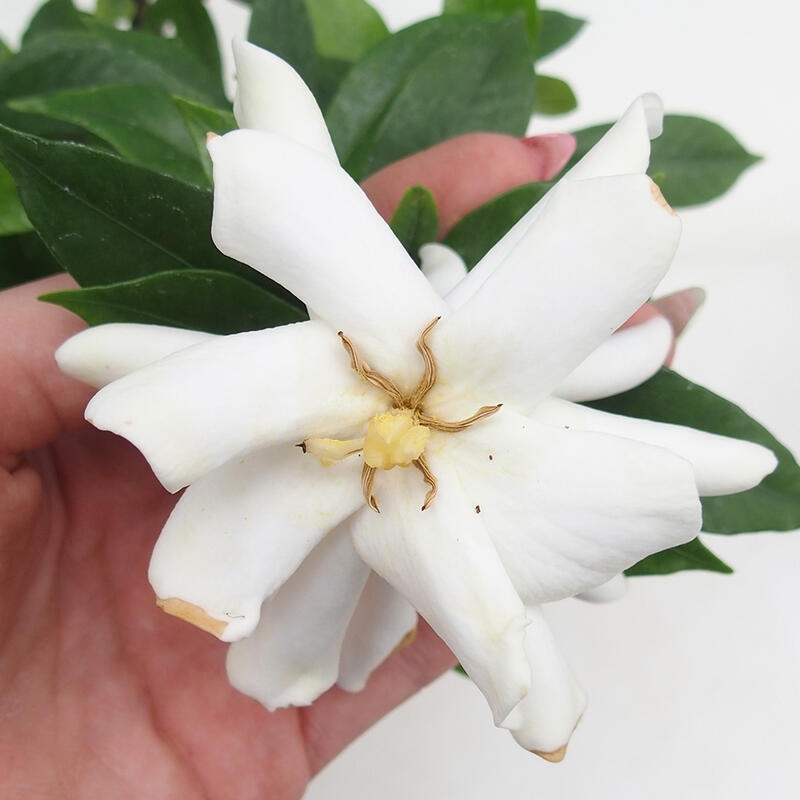 Camera bonsai - Gardenia jasminoides-Gardenia