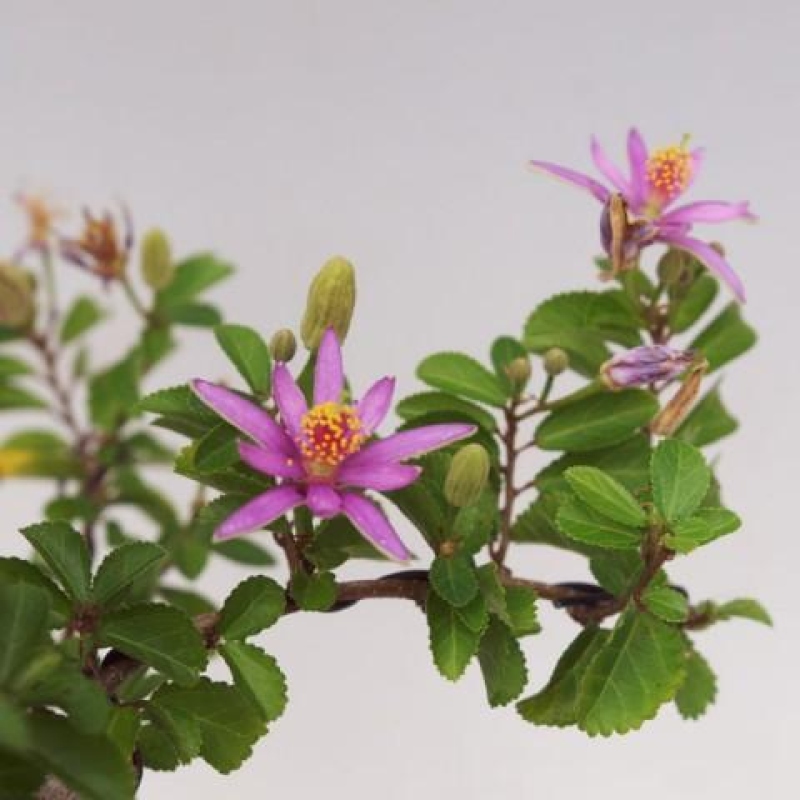 Bonsai da interno - Grewia occidentalis - Stella di mare alla lavanda