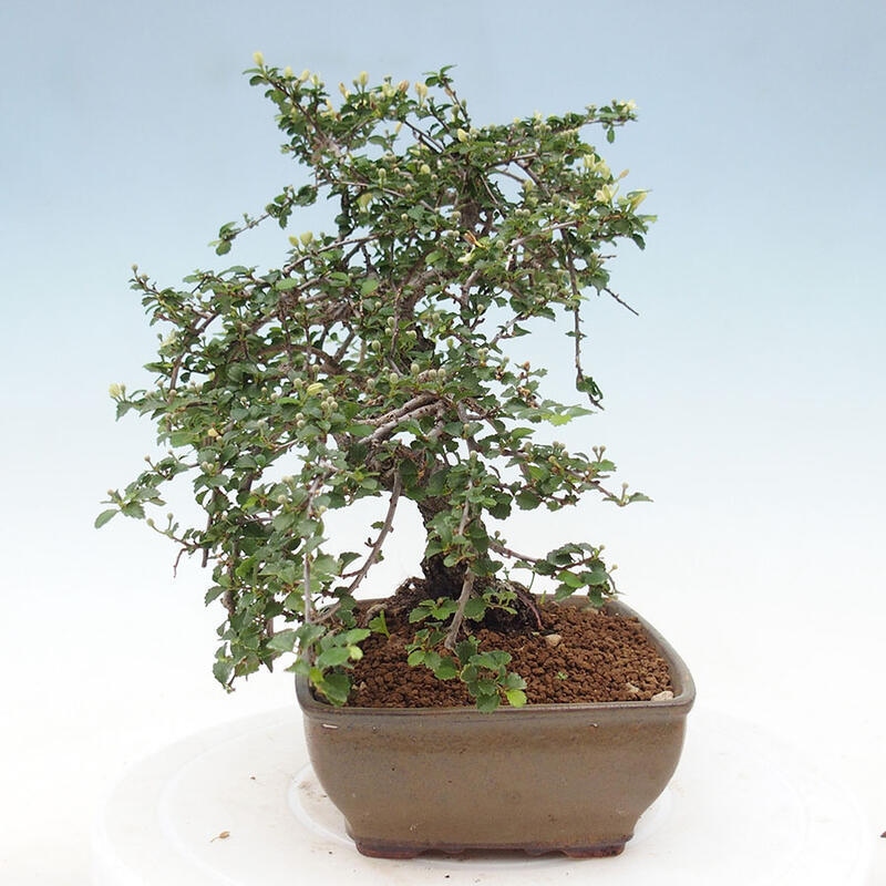 Camera bonsai - Grewia sp. - Grewia malafolia