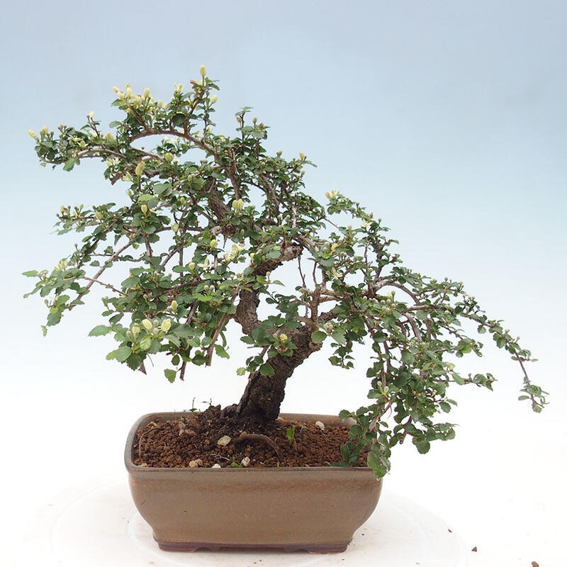 Camera bonsai - Grewia sp. - Grewia malafolia