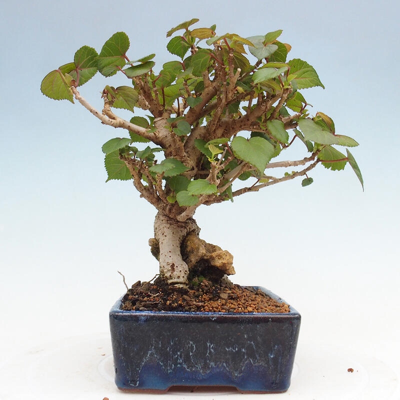 Bonsai da interno - Hibiscus tiliaceus - Ibisco marino