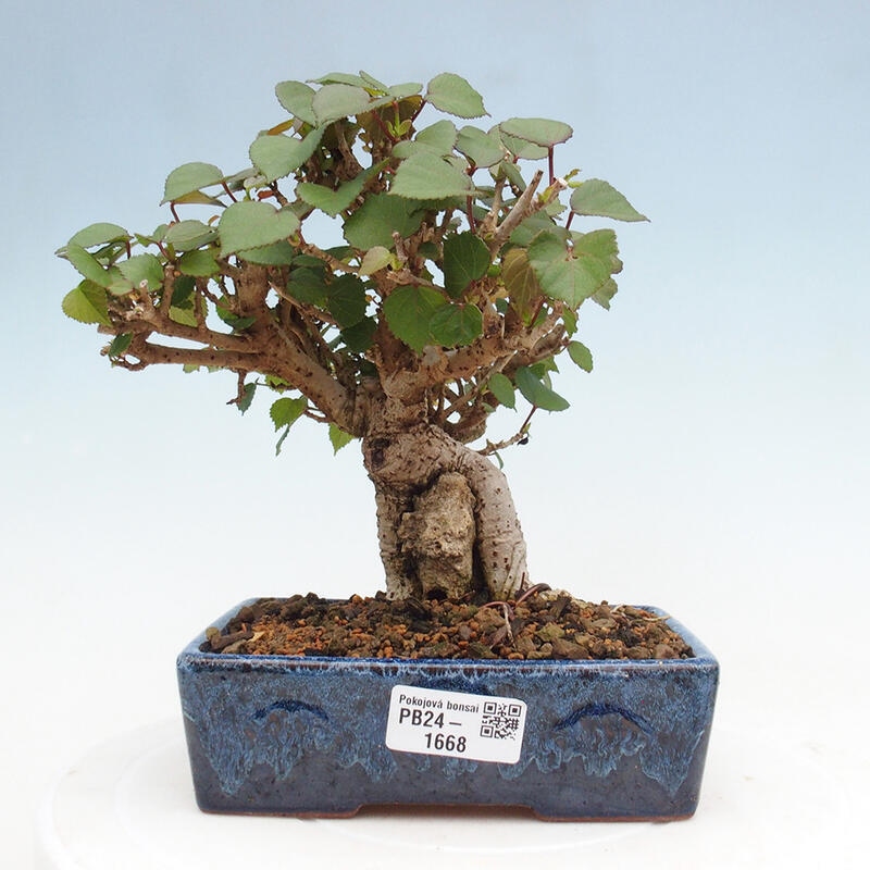 Bonsai da interno - Hibiscus tiliaceus - Ibisco marino