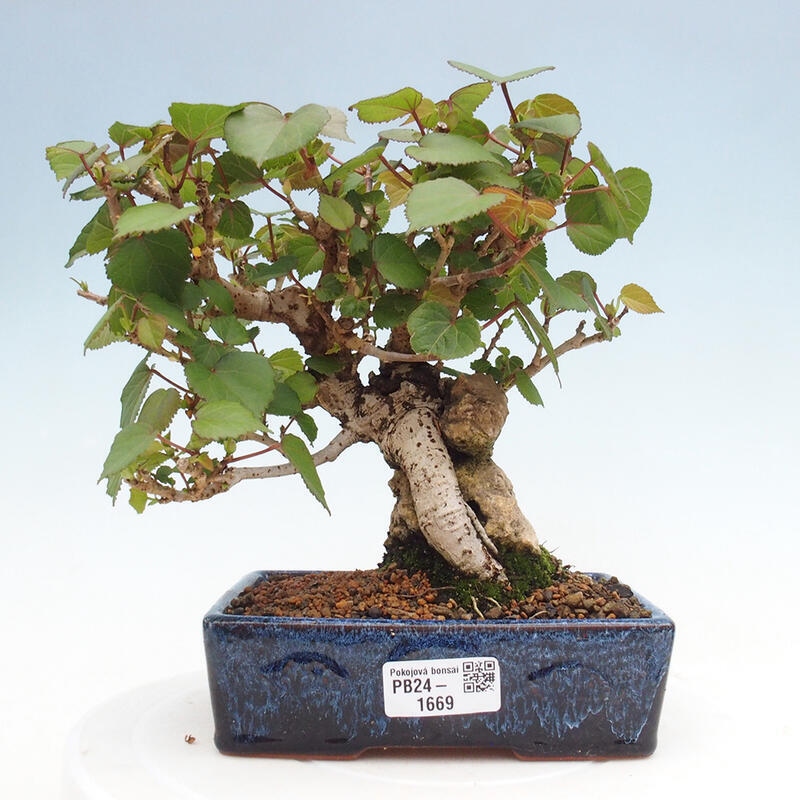 Bonsai da interno - Hibiscus tiliaceus - Ibisco marino