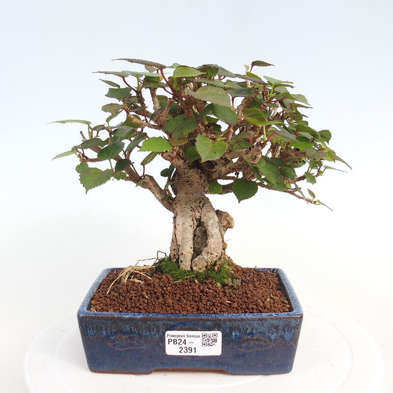 Bonsai da interno - Hibiscus tiliaceus - Ibisco marino