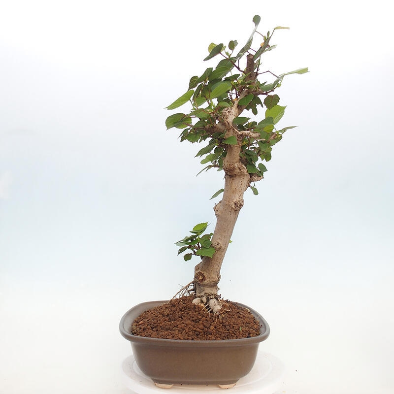 Bonsai da interno - Hibiscus tiliaceus - Ibisco marino