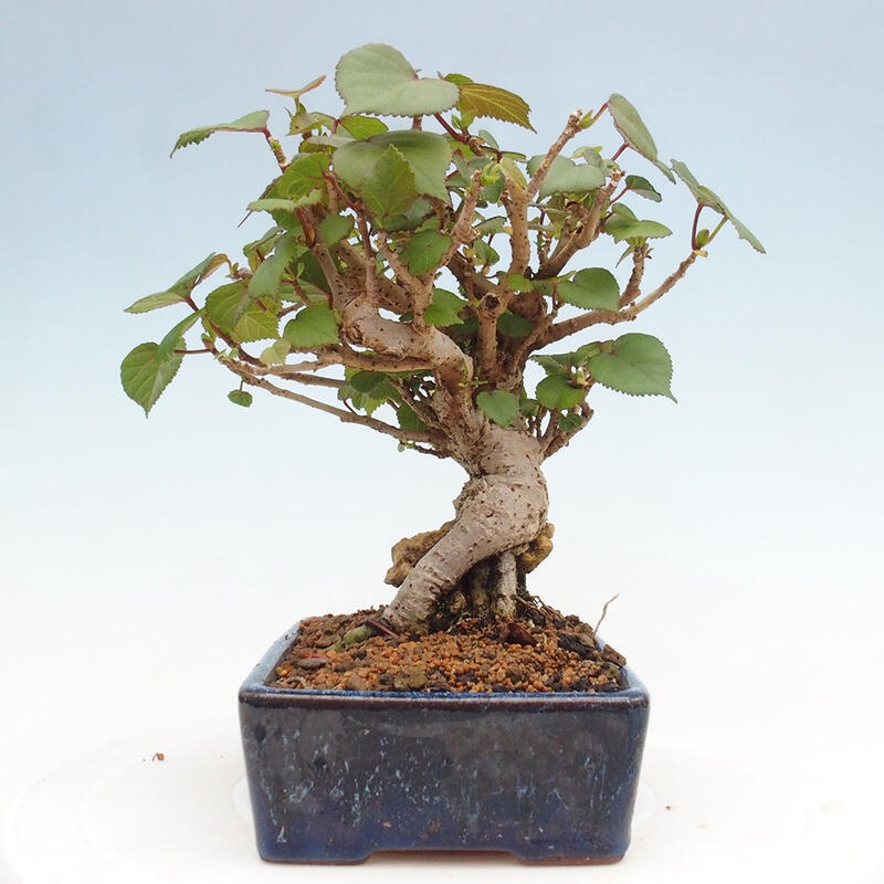Bonsai da interno - Hibiscus tiliaceus - Ibisco marino