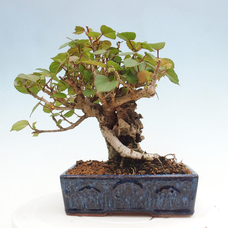 Bonsai da interno - Hibiscus tiliaceus - Ibisco marino