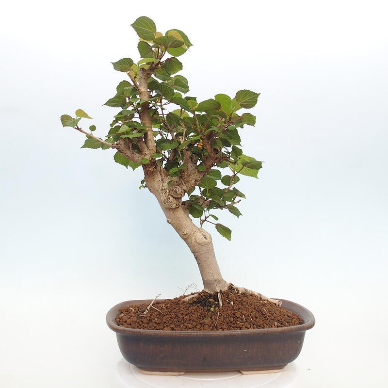 Bonsai da interno - Hibiscus tiliaceus - Ibisco marino
