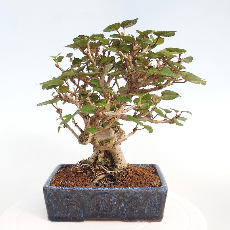 Bonsai da interno - Hibiscus tiliaceus - Ibisco marino