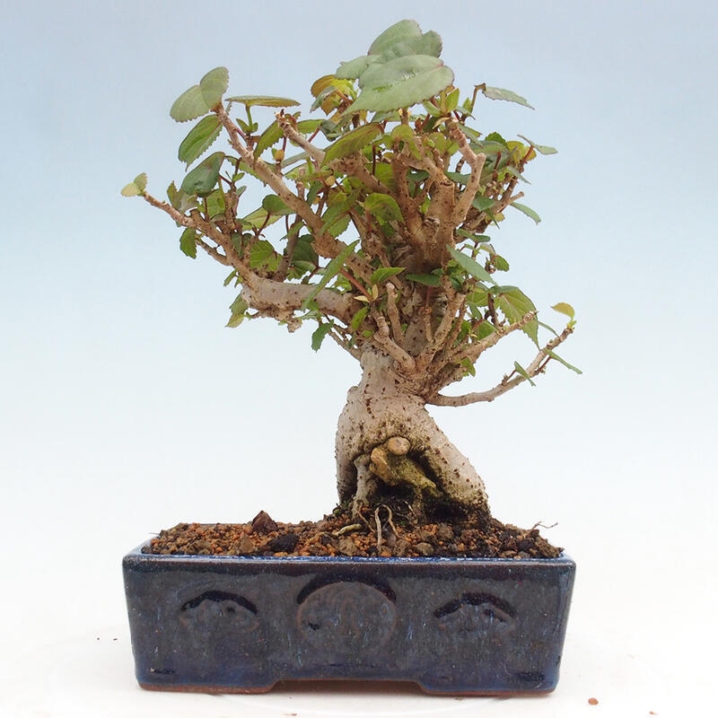 Bonsai da interno - Hibiscus tiliaceus - Ibisco marino