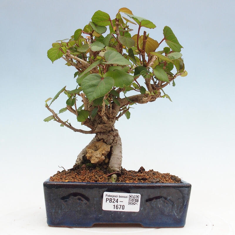 Bonsai da interno - Hibiscus tiliaceus - Ibisco marino
