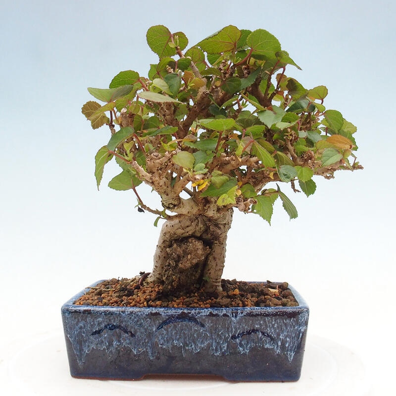 Bonsai da interno - Hibiscus tiliaceus - Ibisco marino