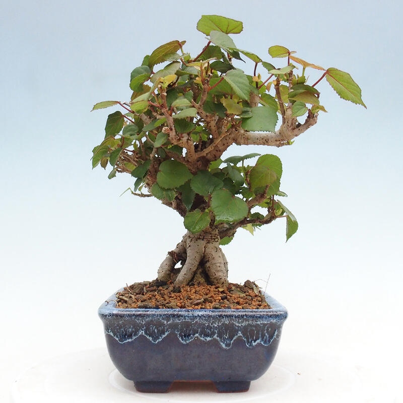 Bonsai da interno - Hibiscus tiliaceus - Ibisco marino