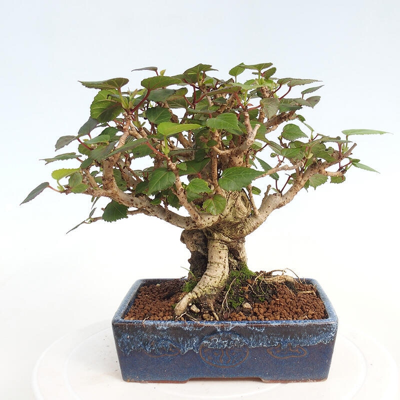 Bonsai da interno - Hibiscus tiliaceus - Ibisco marino
