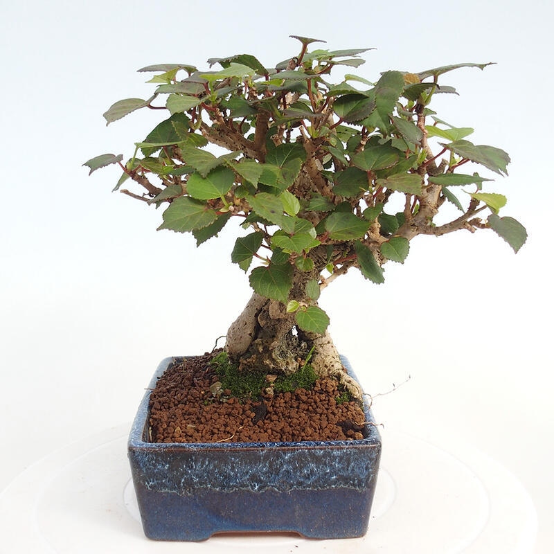 Bonsai da interno - Hibiscus tiliaceus - Ibisco marino
