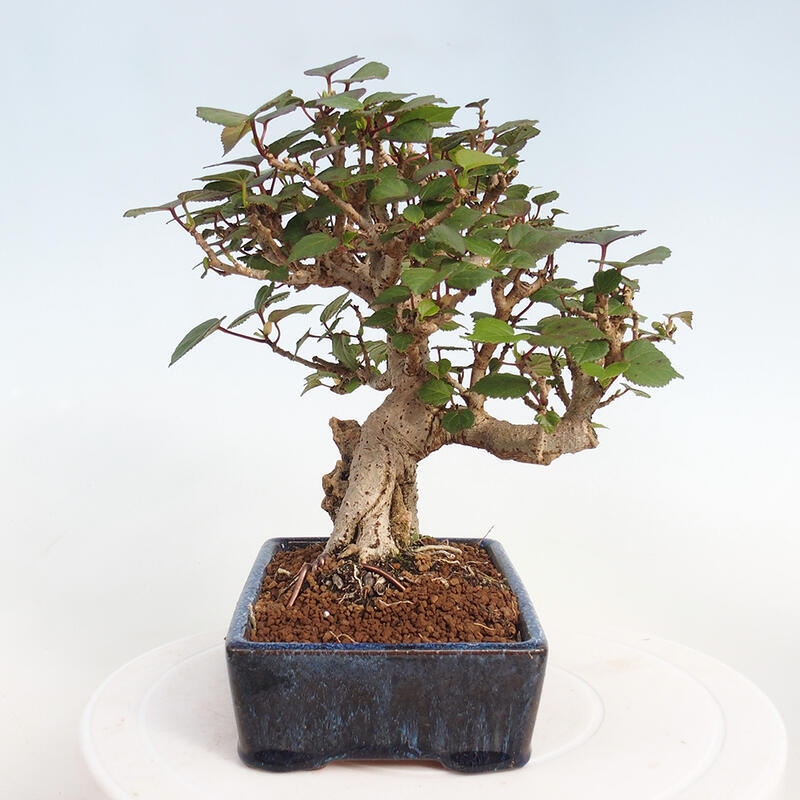 Bonsai da interno - Hibiscus tiliaceus - Ibisco marino