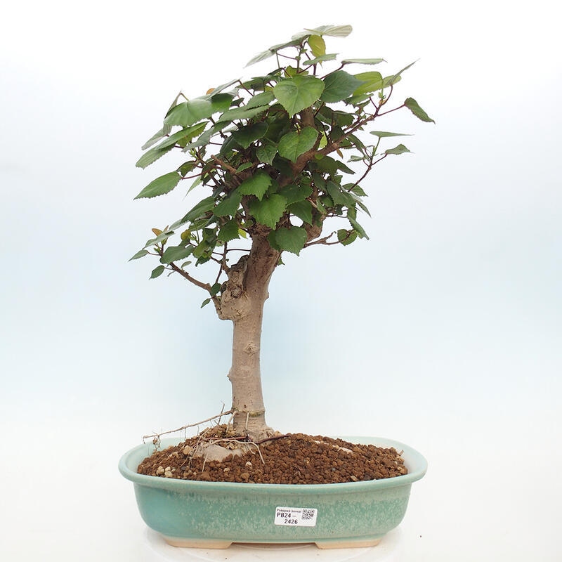 Bonsai da interno - Hibiscus tiliaceus - Ibisco marino