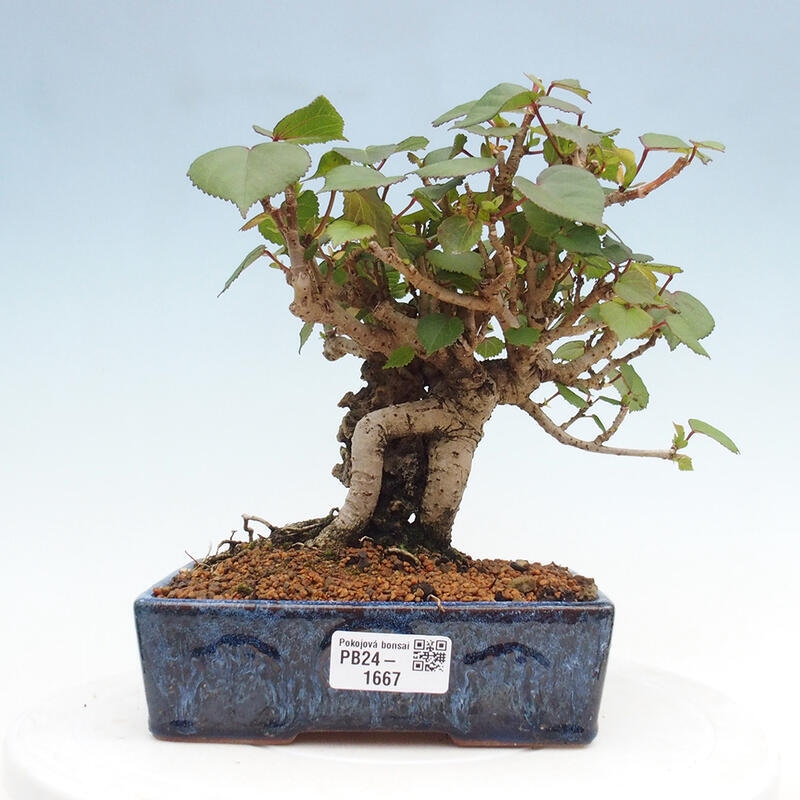 Bonsai da interno - Hibiscus tiliaceus - Ibisco marino