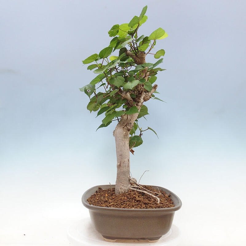 Camera bonsai - Hibiscus tiliaceus - Ibisco marino + libro SUISEKI Gratuito