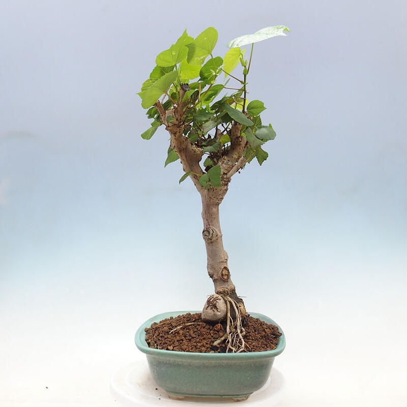 Camera bonsai - Hibiscus tiliaceus - Ibisco marino + libro SUISEKI Gratuito
