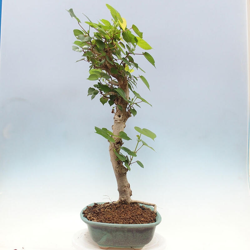 Camera bonsai - Hibiscus tiliaceus - Ibisco marino + libro SUISEKI Gratuito