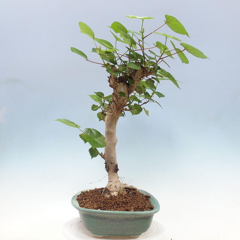 Camera bonsai - Hibiscus tiliaceus - Ibisco marino + libro SUISEKI Gratuito