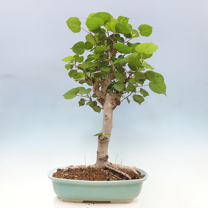 Camera bonsai - Hibiscus tiliaceus - Ibisco marino + libro SUISEKI Gratuito