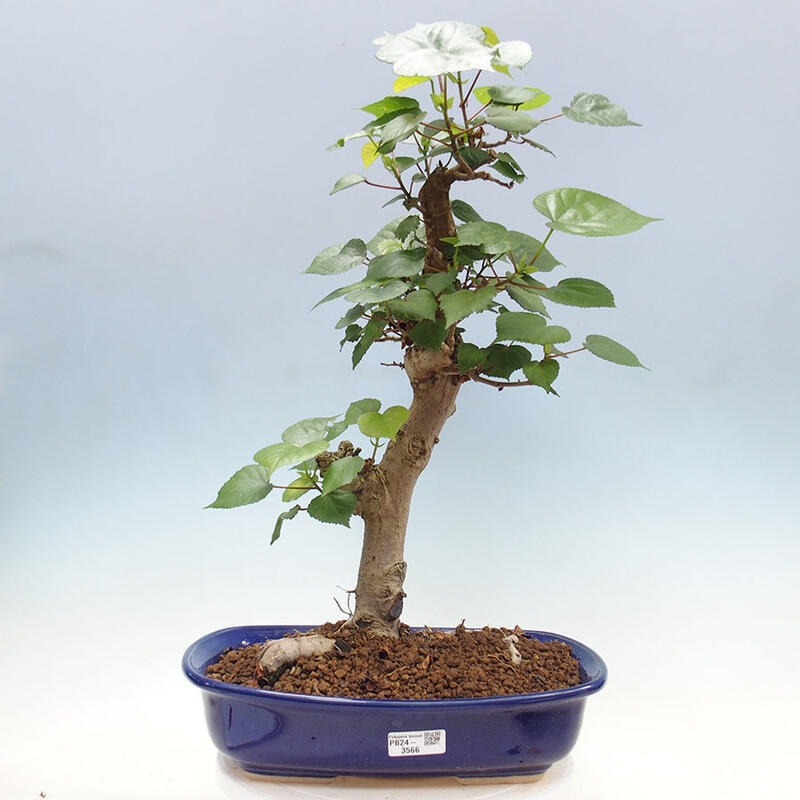 Camera bonsai - Hibiscus tiliaceus - Ibisco marino + libro SUISEKI Gratuito