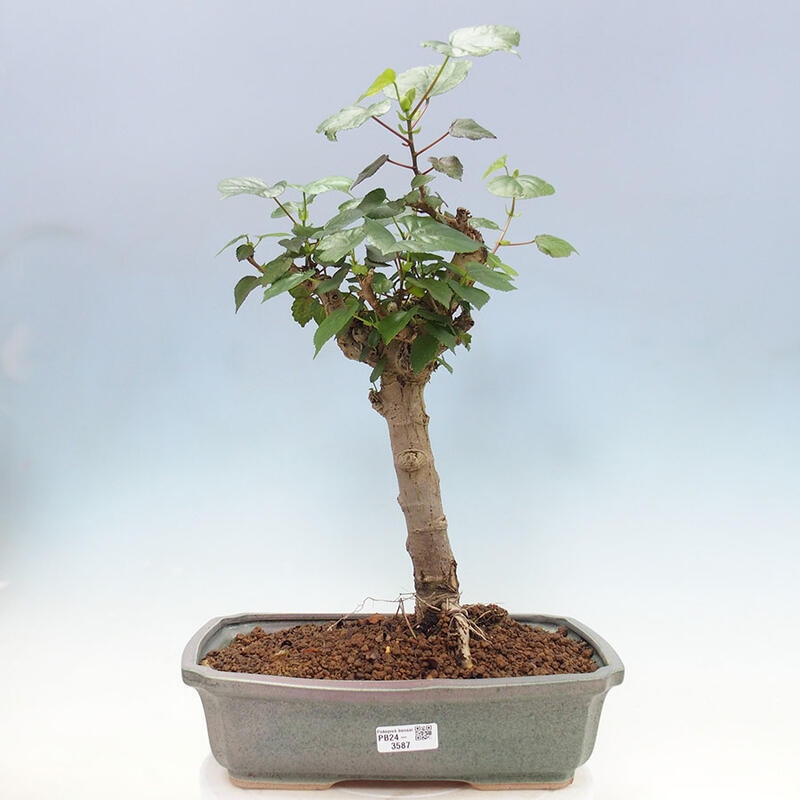 Camera bonsai - Hibiscus tiliaceus - Ibisco marino + libro SUISEKI Gratuito