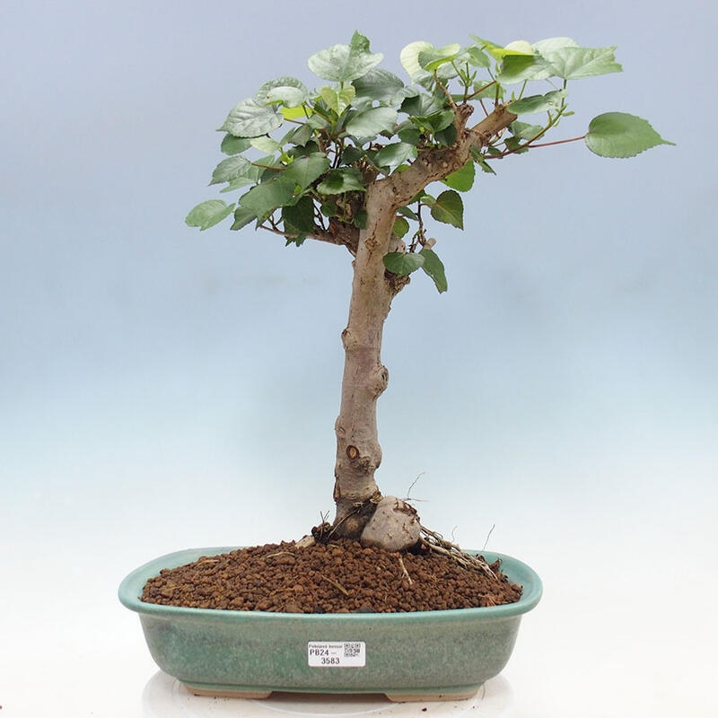 Camera bonsai - Hibiscus tiliaceus - Ibisco marino + libro SUISEKI Gratuito