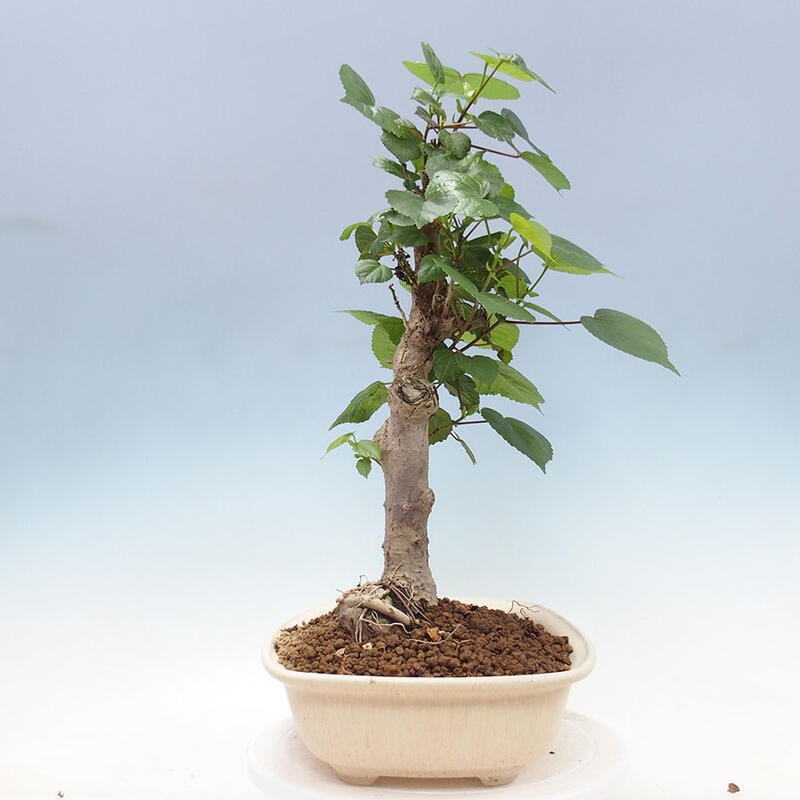 Camera bonsai - Hibiscus tiliaceus - Ibisco marino + libro SUISEKI Gratuito