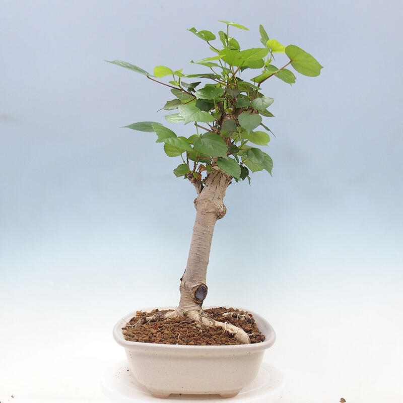 Camera bonsai - Hibiscus tiliaceus - Ibisco marino + libro SUISEKI Gratuito