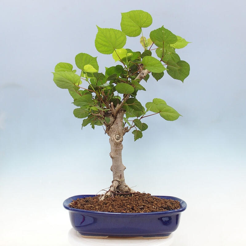 Camera bonsai - Hibiscus tiliaceus - Ibisco marino + libro SUISEKI Gratuito