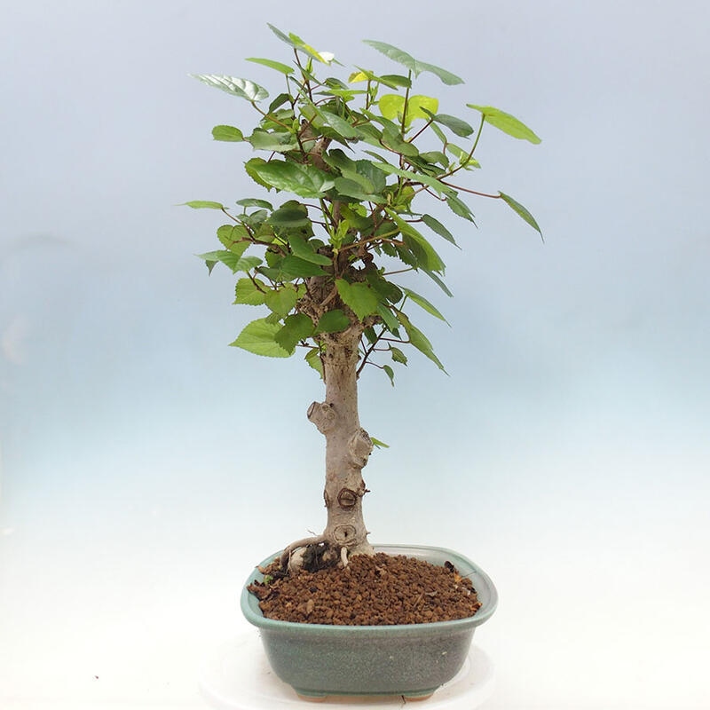 Camera bonsai - Hibiscus tiliaceus - Ibisco marino + libro SUISEKI Gratuito