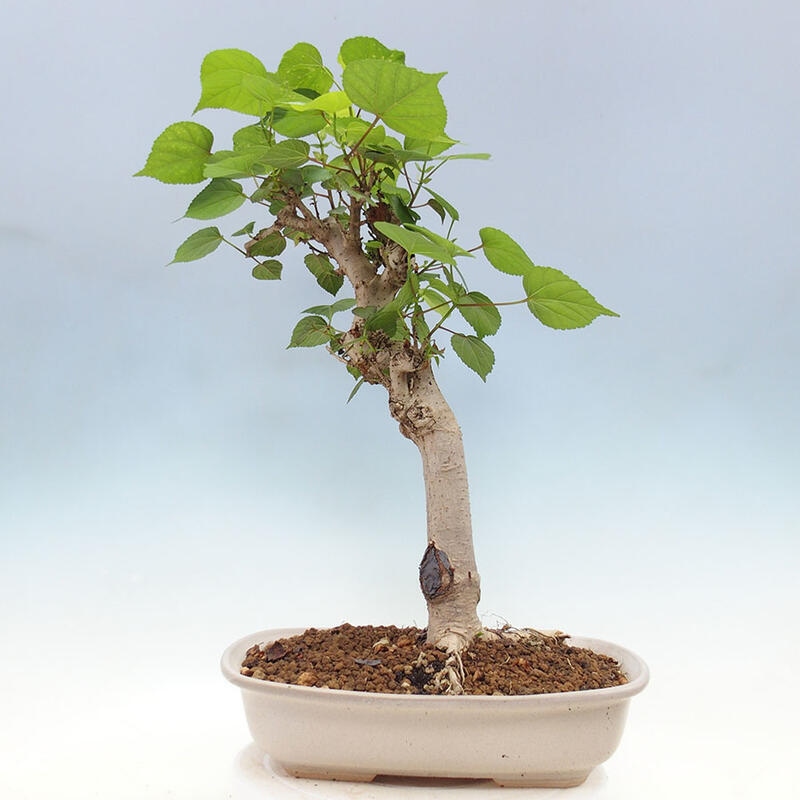 Camera bonsai - Hibiscus tiliaceus - Ibisco marino + libro SUISEKI Gratuito