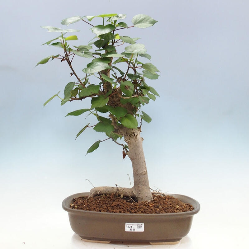 Camera bonsai - Hibiscus tiliaceus - Ibisco marino + libro SUISEKI Gratuito
