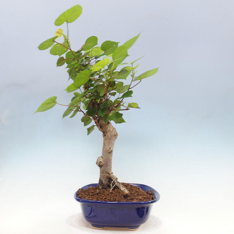 Camera bonsai - Hibiscus tiliaceus - Ibisco marino + libro SUISEKI Gratuito
