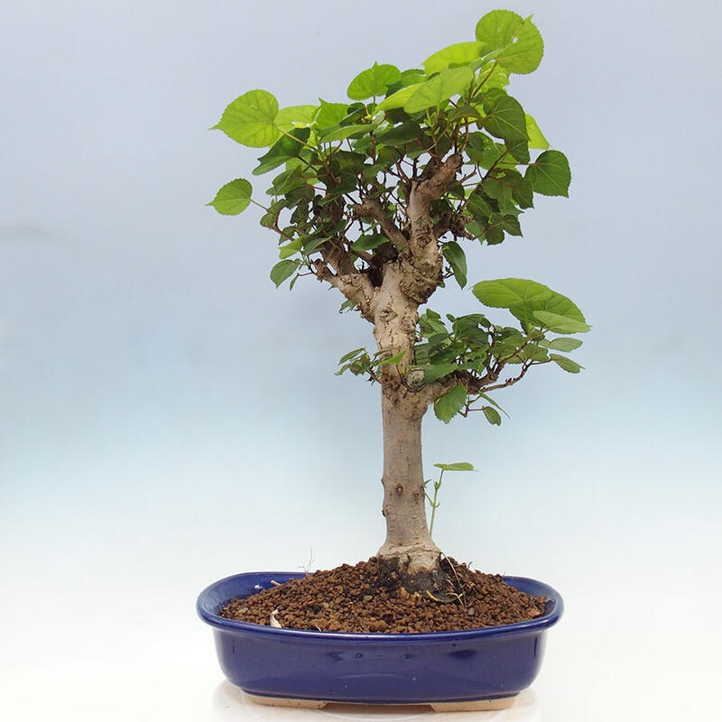 Camera bonsai - Hibiscus tiliaceus - Ibisco marino + libro SUISEKI Gratuito