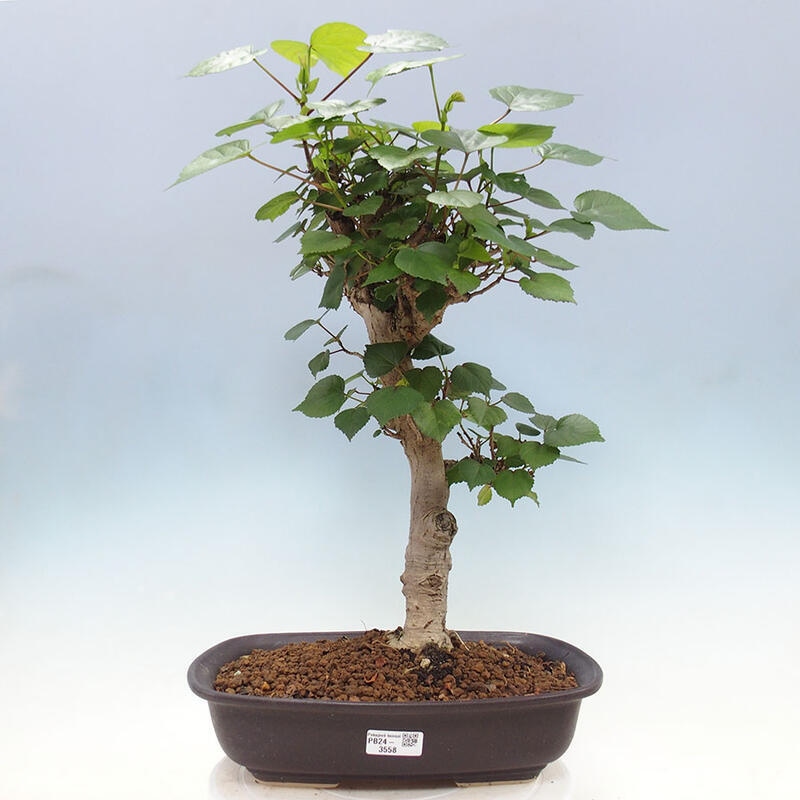 Camera bonsai - Hibiscus tiliaceus - Ibisco marino + libro SUISEKI Gratuito