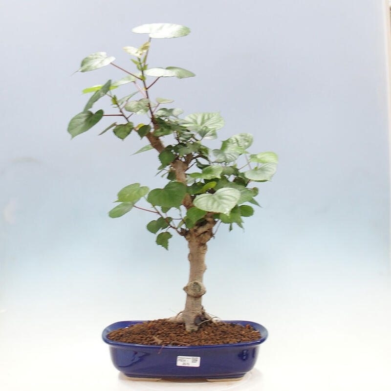 Camera bonsai - Hibiscus tiliaceus - Ibisco marino + libro SUISEKI Gratuito