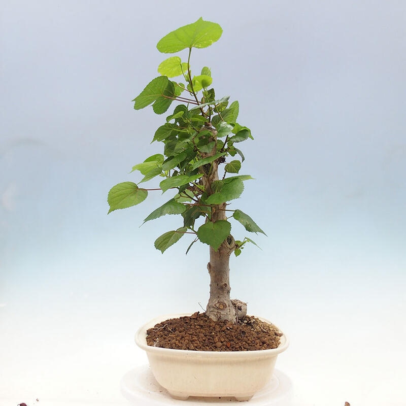 Camera bonsai - Hibiscus tiliaceus - Ibisco marino + libro SUISEKI Gratuito