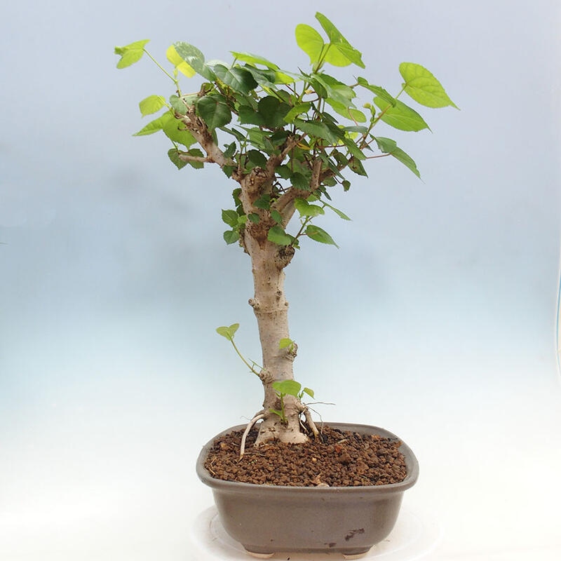 Camera bonsai - Hibiscus tiliaceus - Ibisco marino + libro SUISEKI Gratuito