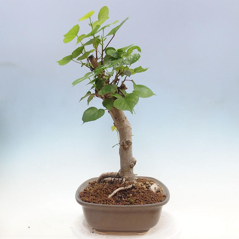Camera bonsai - Hibiscus tiliaceus - Ibisco marino + libro SUISEKI Gratuito