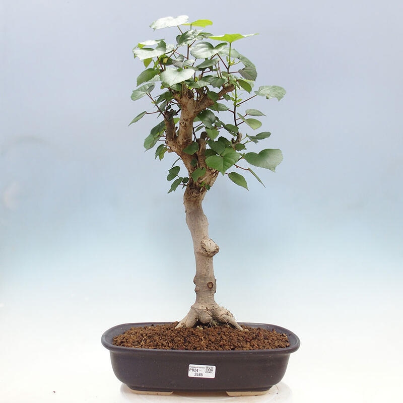 Camera bonsai - Hibiscus tiliaceus - Ibisco marino + libro SUISEKI Gratuito