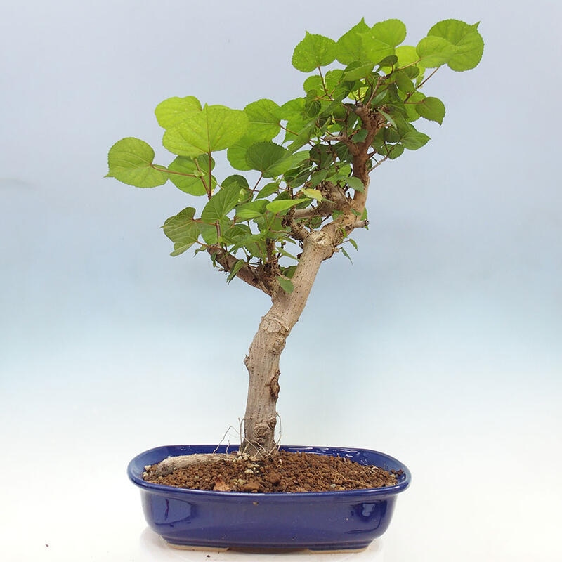Camera bonsai - Hibiscus tiliaceus - Ibisco marino + libro SUISEKI Gratuito
