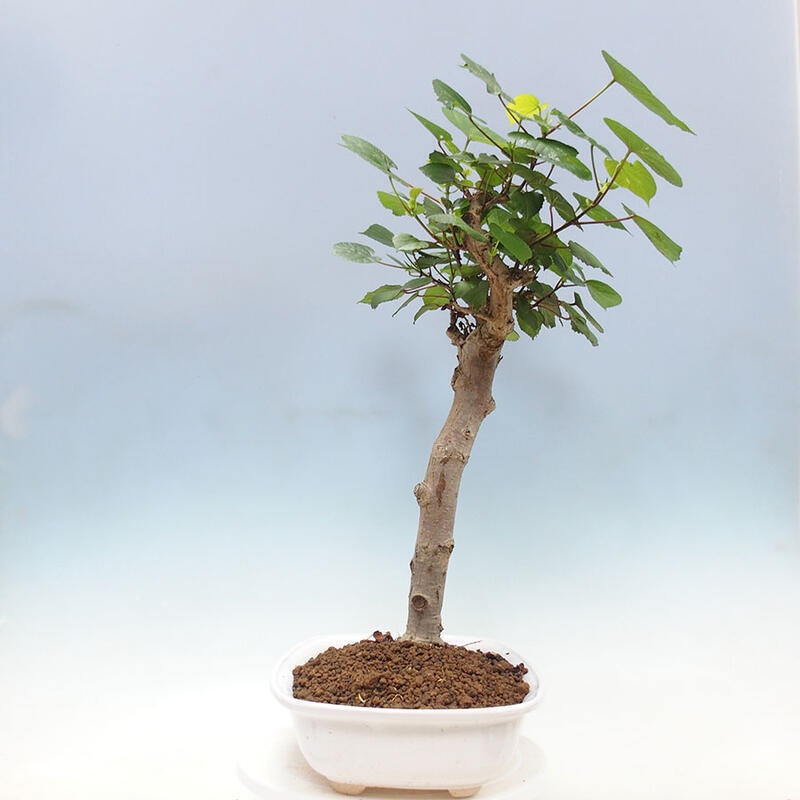 Camera bonsai - Hibiscus tiliaceus - Ibisco marino + libro SUISEKI Gratuito