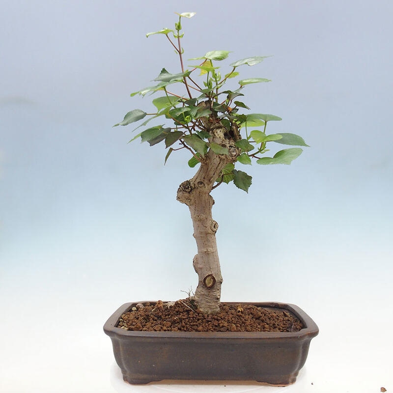Camera bonsai - Hibiscus tiliaceus - Ibisco marino + libro SUISEKI Gratuito